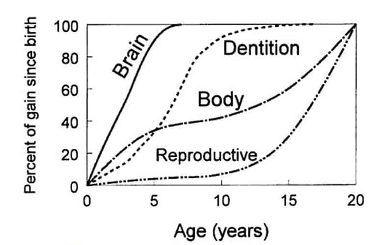 Body tissue growth spurts by age