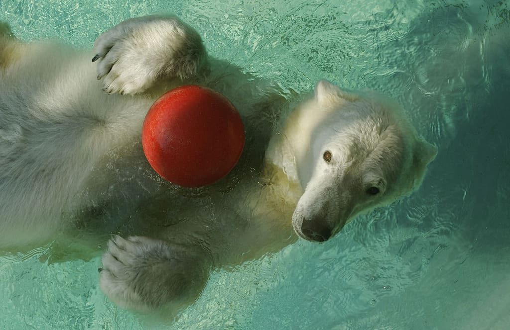 Polar Bear Playing with Red Ball