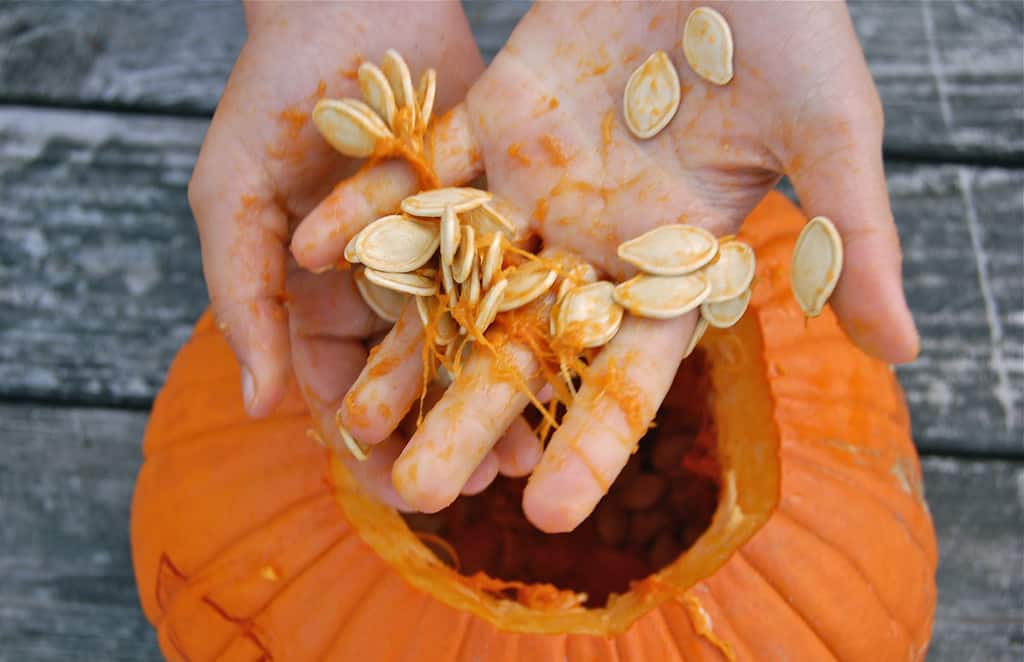 Scooping out pumpkin seeds with hands