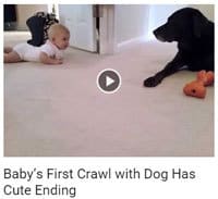 Baby's First Crawl with Dog Has Cute Ending