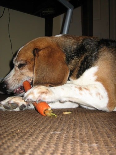 Beagle dog eating a carrot