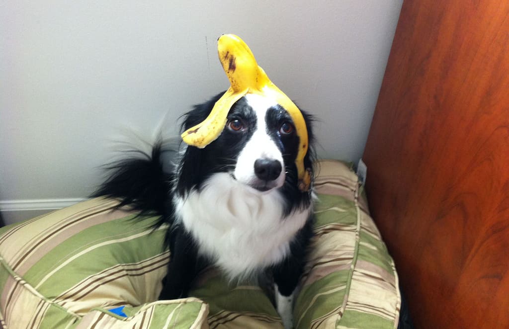 Collie dog with banana peel on head