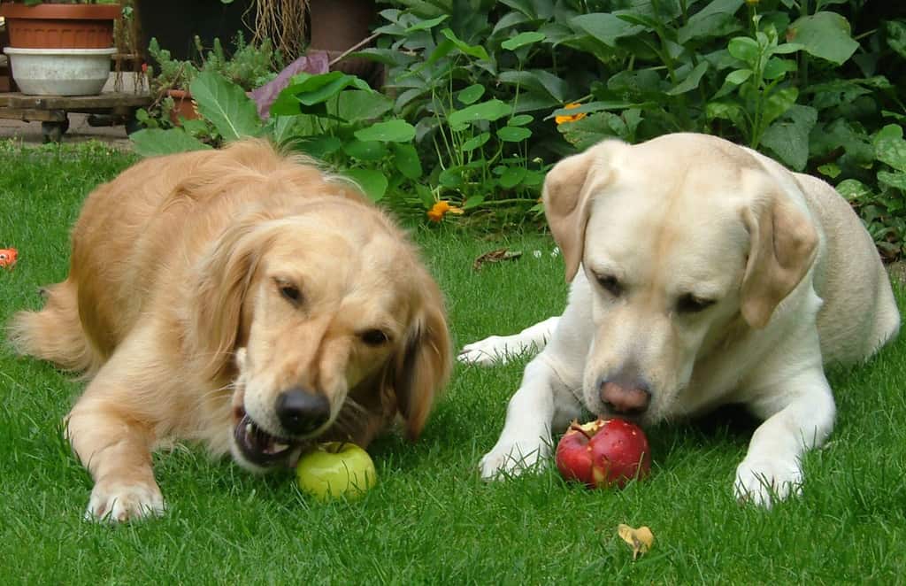 Lab and Golden dogs eating apples on the grass